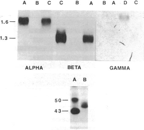 graphic file with name pnas00288-0338-a.jpg