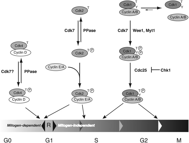 Figure 1.