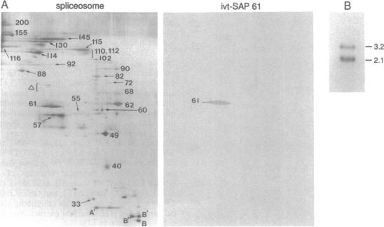 graphic file with name pnas01136-0163-a.jpg