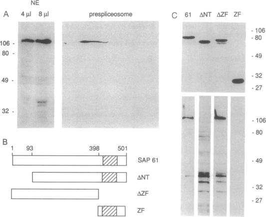 graphic file with name pnas01136-0164-b.jpg