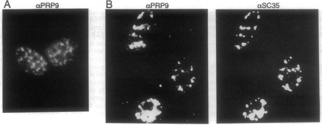 graphic file with name pnas01136-0164-a.jpg