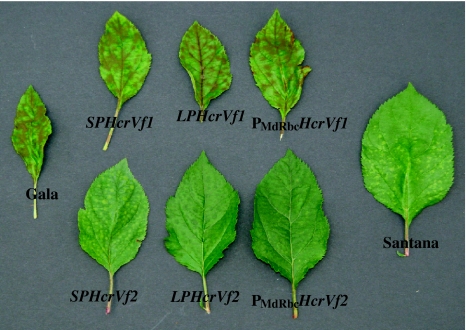 Fig. 5