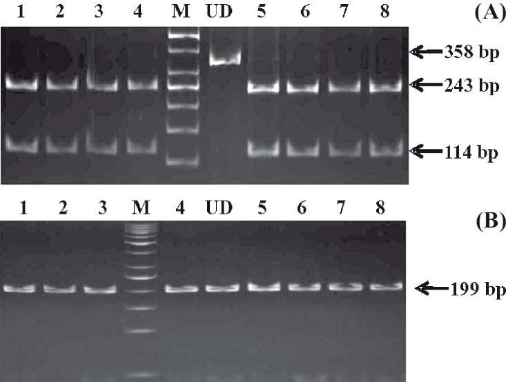 Fig. 2. (A).