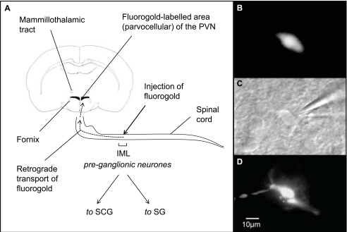 Fig. (4)