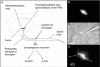 Fig. (4)
