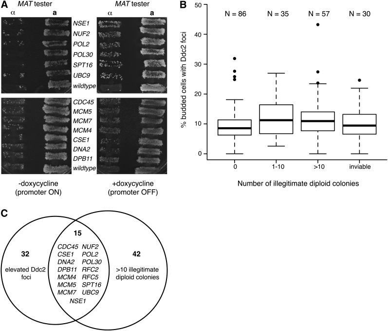 Figure 2 