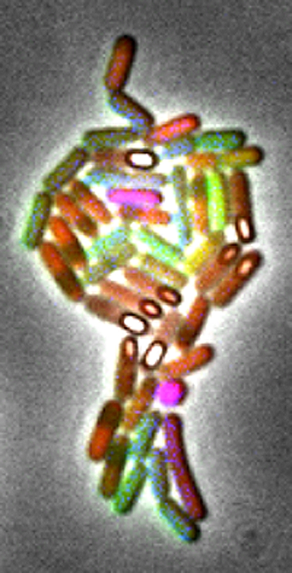 
Bacillus subtilis
 can cope with stress by transforming into a dormant spore. A pulsed genetic timing circuit enables cells to defer transformation and undergo multiple rounds of proliferation before sporulating.
