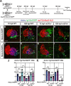 Figure 5—figure supplement 2.