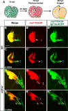 Figure 2—figure supplement 3.