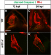 Figure 1—figure supplement 3.