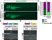 Figure 6—figure supplement 2.