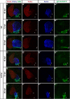 Figure 2—figure supplement 1.