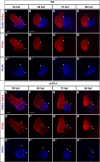 Figure 1—figure supplement 1.