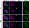 Figure 4—figure supplement 2.