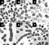 FIG. 4.