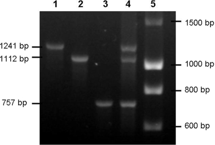 FIG. 1.