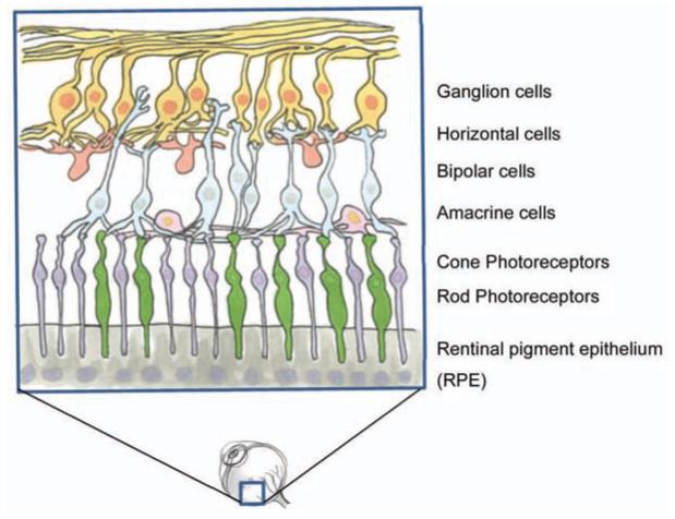 Fig. (1)