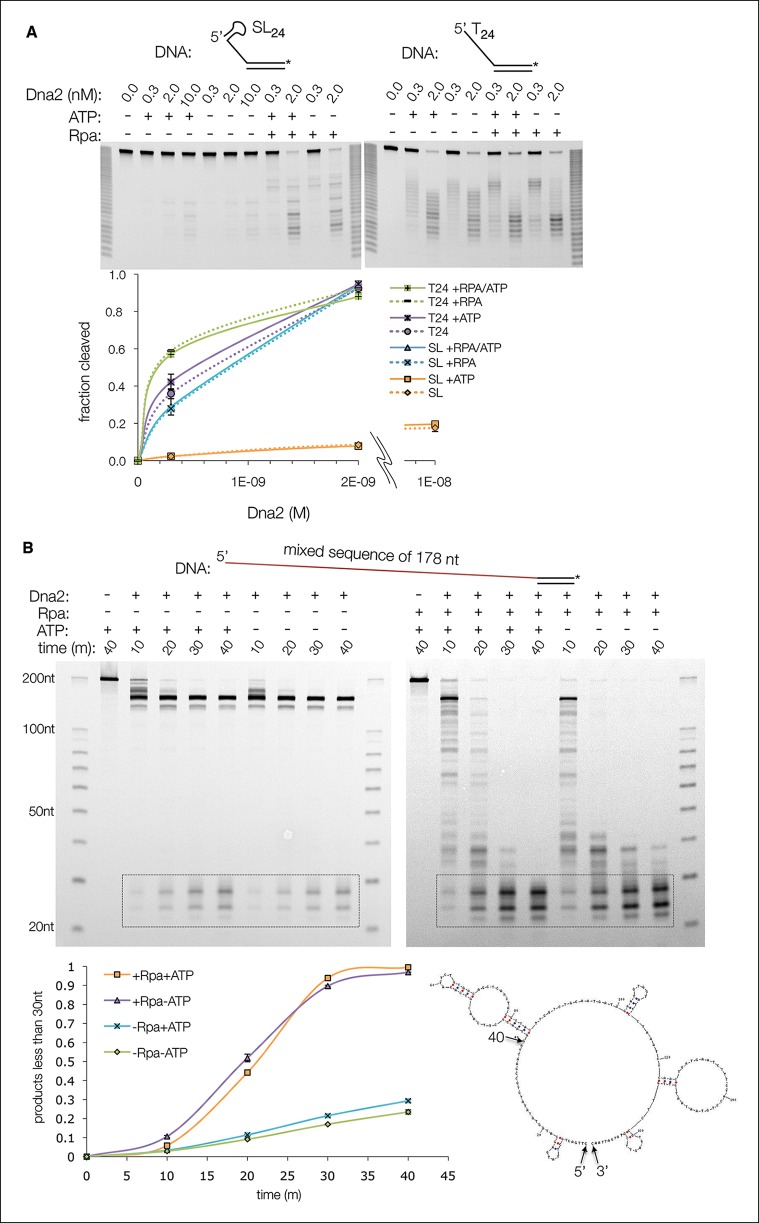 Figure 5—figure supplement 1.