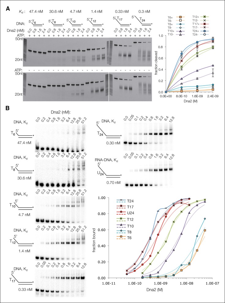 Figure 3—figure supplement 1.