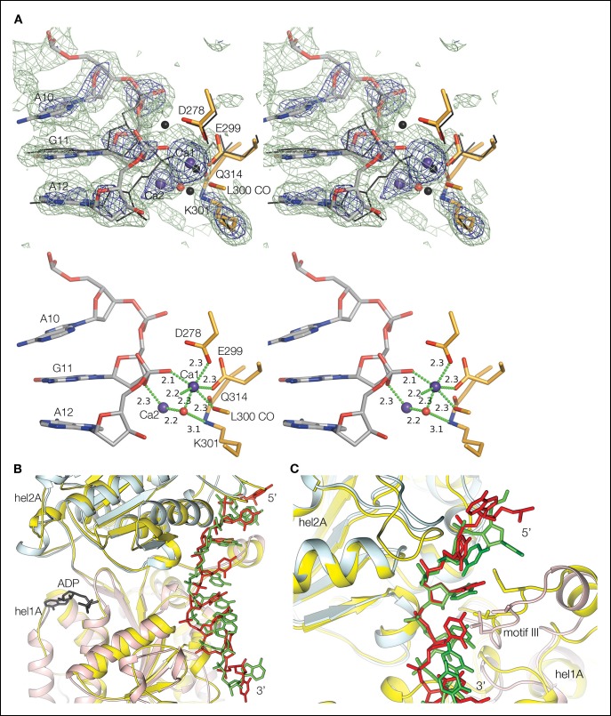 Figure 2—figure supplement 1.