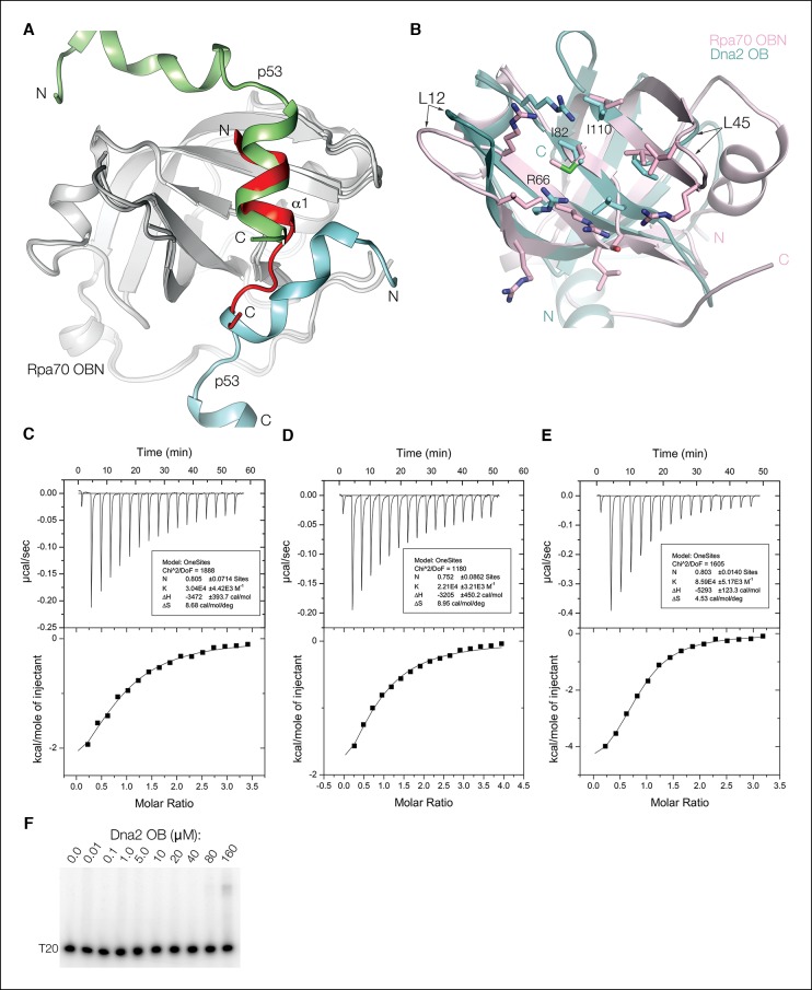 Figure 4—figure supplement 1.