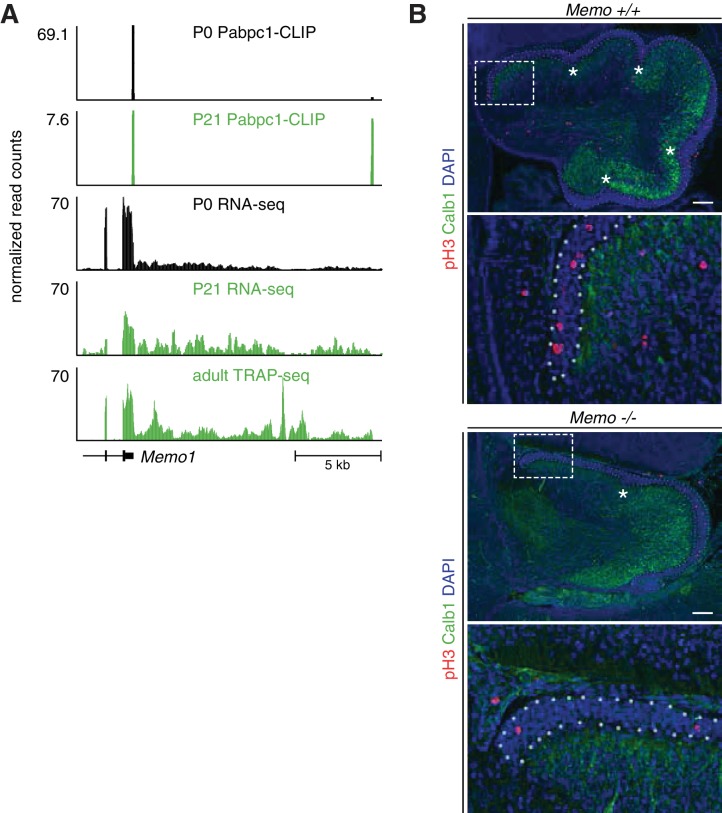 Figure 5—figure supplement 1.