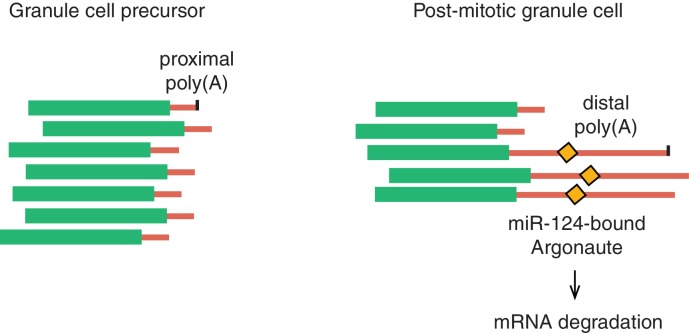 Figure 5—figure supplement 2.