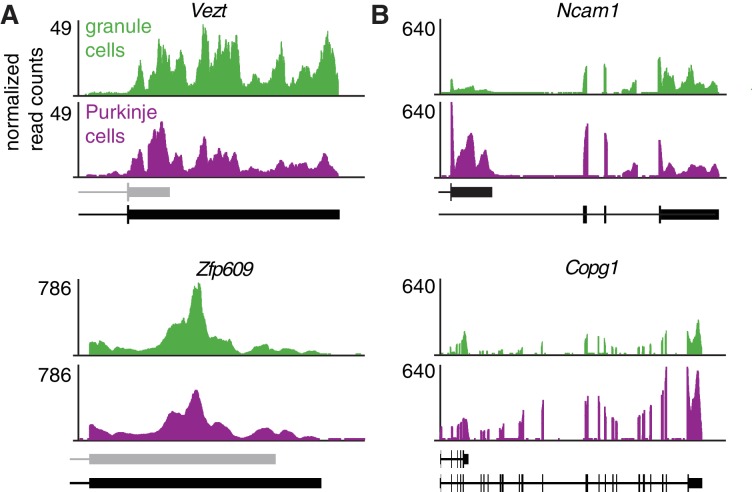 Figure 2—figure supplement 1.