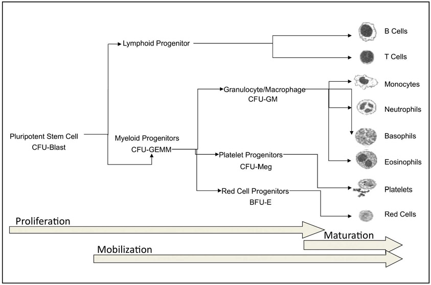 FIG. 1.