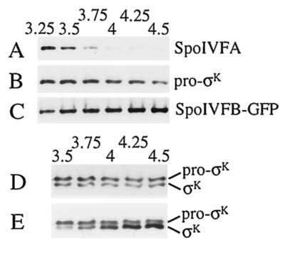 FIG. 5.