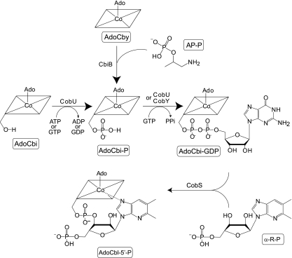 FIG. 1.