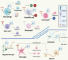 Graphical Abstract