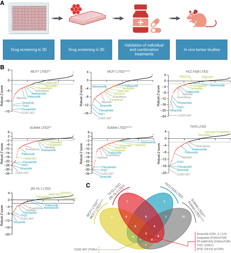 Figure 1. Two-dimensional kinase inhibitor screens in LTED breast cancer cell line models. A, Schematic representation of the study. B, 2D screens at 1 μmol/L final drug concentration (see Materials and Methods). Sigma plots represent robust Z-score rank order, with drugs achieving a robust Z-score ≤ −2 in red. Compounds causing ≥ 50% reduction in cell viability were classified as hits. Representative drugs of the following classes are highlighted. Green, targeting ER signaling; blue, targeting CDKs; gray, targeting PI3K–AKT–mTOR pathway. C, 2D screens at 100 nmol/L final drug concentration. Compounds causing ≥ 50% reduction in cell viability were classified as hits. Venn diagram illustrating the number of hits in common to three or four of the cell line groups is indicated. Full list is provided in Supplementary Fig. S2. (A, Created with BioRender.com.)