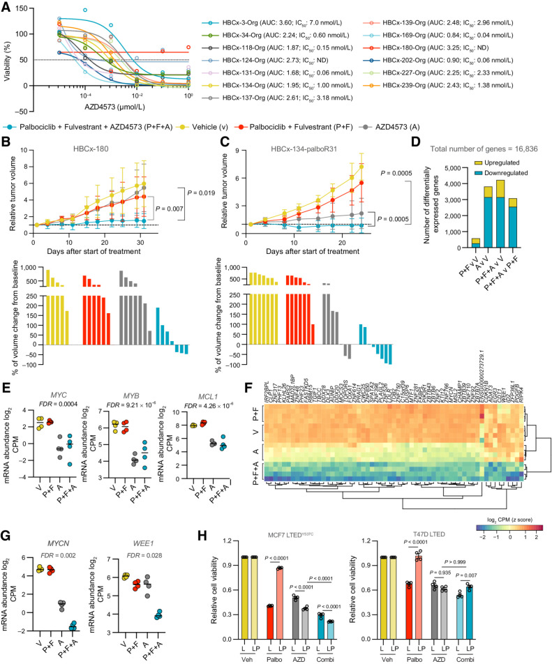 Figure 4. CDK9 inhibitor AZD4573 drives tumor regression in endocrine therapy and palbociclib-resistant PDXs. A, 2–5 × 104 dissociated PDO cells were seeded per well in 96-well tissue culture plates in 10% Matrigel. The resulting organoids were treated with escalating doses of AZD4573 at day 2. Cell viability was assessed on day 7. Dose–response curves showing percentage of viable AZD4573-treated cells compared with vehicle control. n = 4 wells per PDO. Drug response represented by sigmoidal dose–response curve. IC50 and AUC (area under curve) values are shown. ND, not determined. B and C, HBCx-180 (B) and HBCx-134-palboR31 (C) PDXs were inoculated into 8-week-old Swiss nude mice. Xenografts were randomly assigned to different groups when tumors reached a volume of 100 to 200 mm3 and treated with vehicle, palbociclib + fulvestrant, AZD4573 or the combination of palbociclib + fulvestrant + AZD4573 (V, P+F, A, P+F+A). Top, relative tumor volumes ±SD. HBCx-180, n = 6–7; HBCx-134-palboR31, n = 7–10 mice per group (two-sided Mann–Whitney U test). Bottom, waterfall plots showing percent change in tumor volume from baseline. HBCx-180, n = 5–7; HBCx-134-palboR31, n = 7–8 mice per group. D–G, RNA-seq analysis of HBCx-134-palboR31–treated tumors. D, Number of genes differentially up- and downregulated in tumor treatment group comparisons, using significance thresholds of |log2FC| > 1 and FDR adjusted P < 0.05. E, Expression of MYC, MYB, and MCL1 in tumor treatment groups. P values were estimated using edgeR's implementation of quasi-likelihood F test. F, Heat map of genes with synergistic downregulated expression in palbociclib + fulvestrant + AZD4573–treated tumors (log2FC > 1, FDR-adjusted P < 0.05). G, Expression of MYCN and WEE1 in tumor treatment groups. P values were estimated using edgeR's implementation of quasi-likelihood F-test. H, 5,000 MCF7 LTEDY537C or T47D LTED (L) or LTEDPalboR (LP) cells were seeded in 96-well ultra-low attachment round-bottomed plates and resulting spheroids treated with AZD4573 (10 nmol/L) or palbociclib (1 μmol/L) or combination at days 3 and 6. Cell viability was assessed on day 10. Data represents relative cell viability compared with vehicle control (n = 4 biological replicate, n = 5 technical replicates per biological replicate; mean values ±SEM; two-way ANOVA with Sidak multiple comparisons test, and confidence intervals of 95%). AZD, AZD4573; Combi, AZD4573 + palbociclib; Palbo, palbociclib; Veh, vehicle.