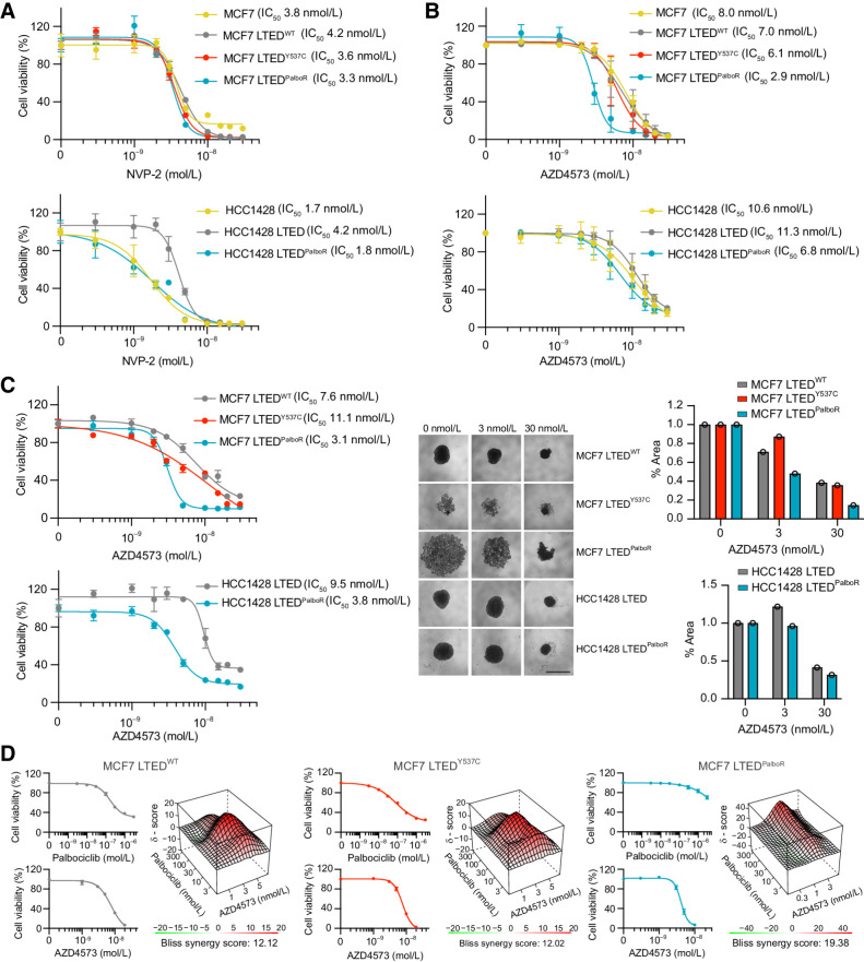 Figure 3. CDK9 inhibitors impair cell viability in 2D and 3D culture. A and B, A total of 4,000 to 8,000 cells were seeded in 96-well tissue culture plates and treated at day 1 and 3 with the CDK9 inhibitors NVP-2 (A) or AZD4573 (B) at the indicated concentrations. Cell viability was assessed using CellTiter-Glo (day 7). Mean values ± SEM. Data represent percentage NVP-2/AZD4573–treated viable cells compared with vehicle control. n = 4 technical replicates; n = 1 biological replicate. C, A total of 2,500 cells were seeded in 96-well ultra-low attachment round-bottomed plates. The resulting spheroids were treated with AZD4573 at days 3 and 6. Cell viability was assessed on day 10 (endpoint). Graphs showing percentage of viable AZD4573-treated cells compared with vehicle control. n = 1 biological replicate; n = 4 technical replicates. Mean values ± SEM. Representative images and quantification of spheroid area at endpoint following treatment with 0 nmol/L, 3 nmol/L, or 30 nmol/L AZD4573 are shown. Scale bar, 1 mm. D, A total of 3,000 to 5,000 MCF7 LTEDWT, LTEDY537C, or LTEDPalboR cells were seeded in 2D 96-well tissue culture plates and treated with escalating doses of palbociclib and AZD4573 at day 1 and 3. Cell viability was assessed using CellTiter-Glo on day 7. Data representing percentage of viable cells compared with vehicle control. n = 1 biological replicate; n = 3 technical replicates; mean values ± SEM. Top, individual drug responses. Bottom, synergy plots. The Bliss synergy score references the most synergistic area of the plot.