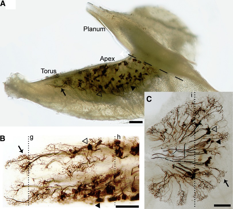 FIG. 2.