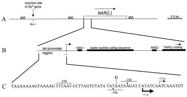 FIG. 1