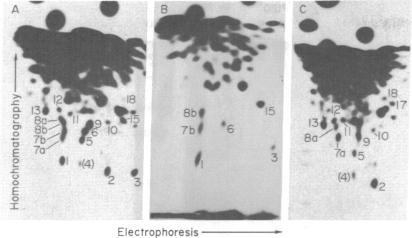 graphic file with name pnas00022-0139-a.jpg