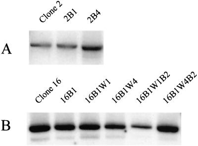 FIG.3.