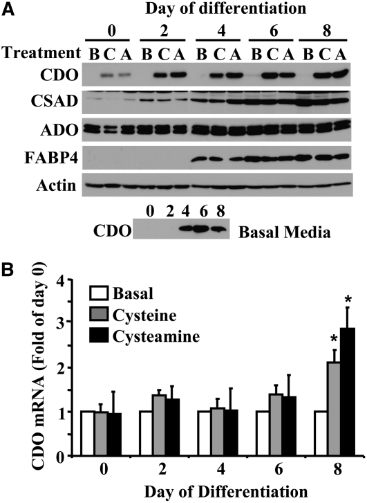 FIGURE 4 