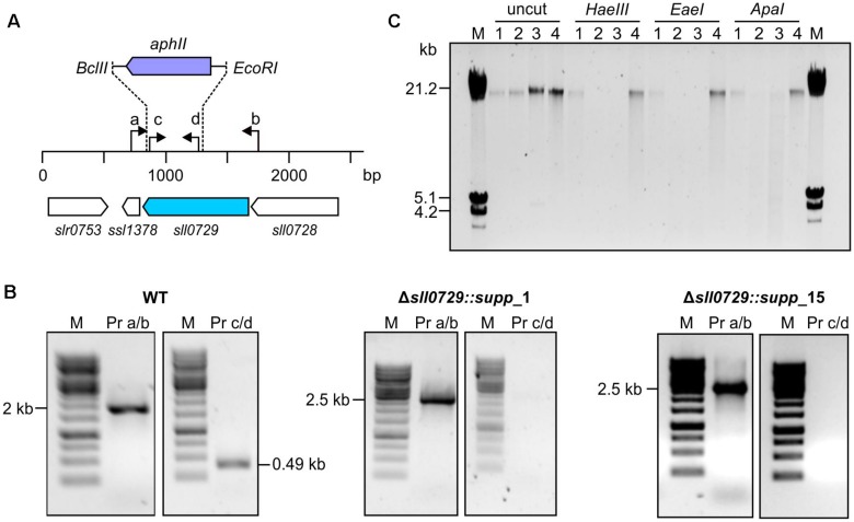 FIGURE 3