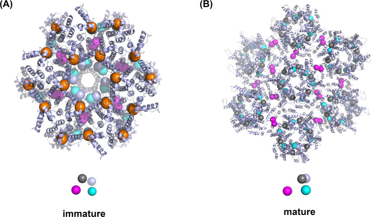 Figure 1—figure supplement 4.