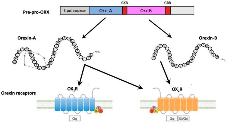 Physiological Role Of Orexinergic System For Health - PMC