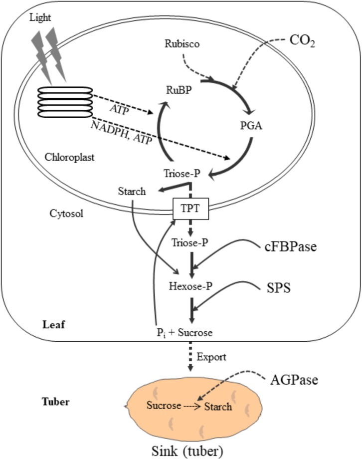 FIGURE 1