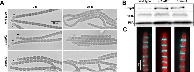 FIG 2