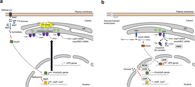 Fig. 6