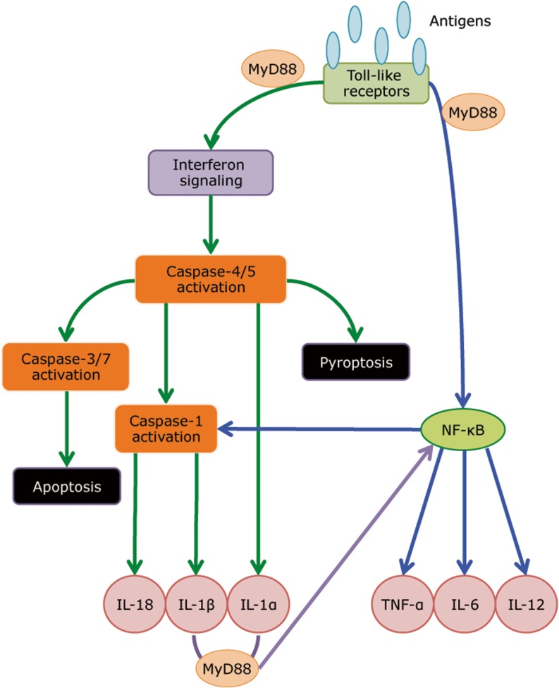 Fig. 2