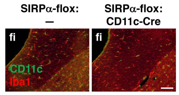 Figure 6—figure supplement 2.