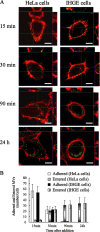 FIG. 1.