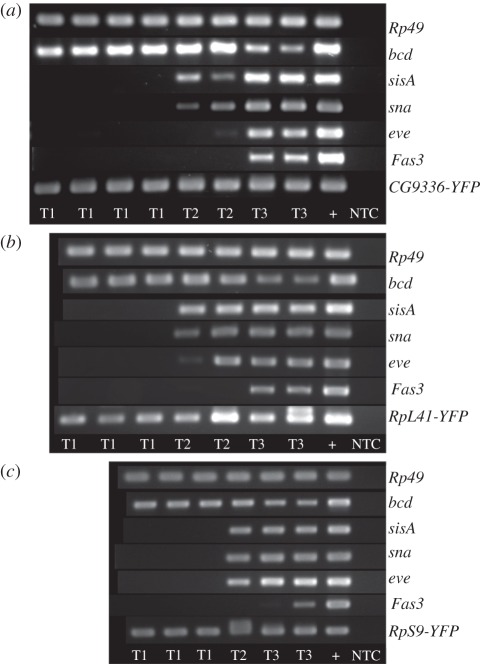 Figure 1.